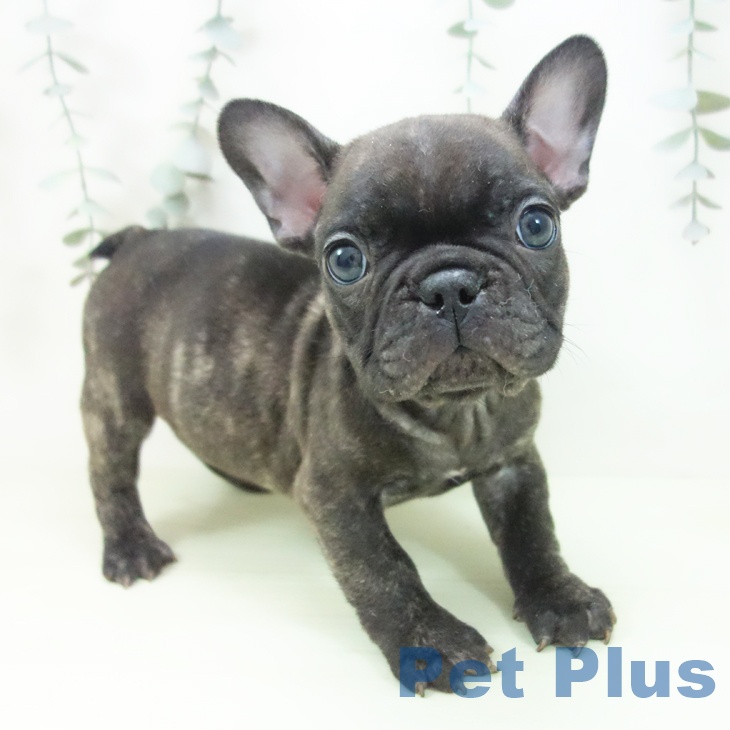 千葉県のフレンチブルドッグ (ペットプラス 幕張新都心店/2026年2月4日生まれ/男の子/ブリンドル)の子犬の1枚目の画像