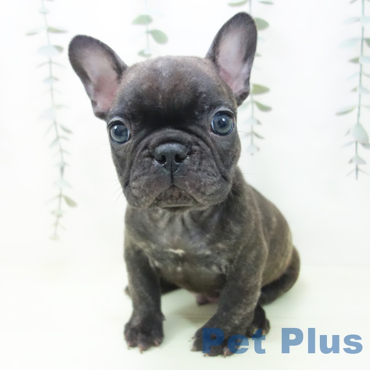 千葉県のフレンチブルドッグ (ペットプラス 幕張新都心店/2026年2月4日生まれ/男の子/ブリンドル)の子犬の2枚目の画像
