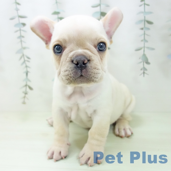 東京都のフレンチブルドッグ (ペットプラス アクアシティお台場店/2026年2月4日生まれ/男の子/クリーム)の子犬