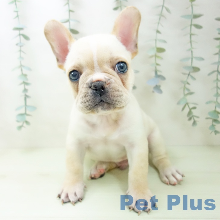 東京都のフレンチブルドッグ (ペットプラス 大井町トラックス店/2026年2月4日生まれ/男の子/クリームホワイト)の子犬の1枚目の画像