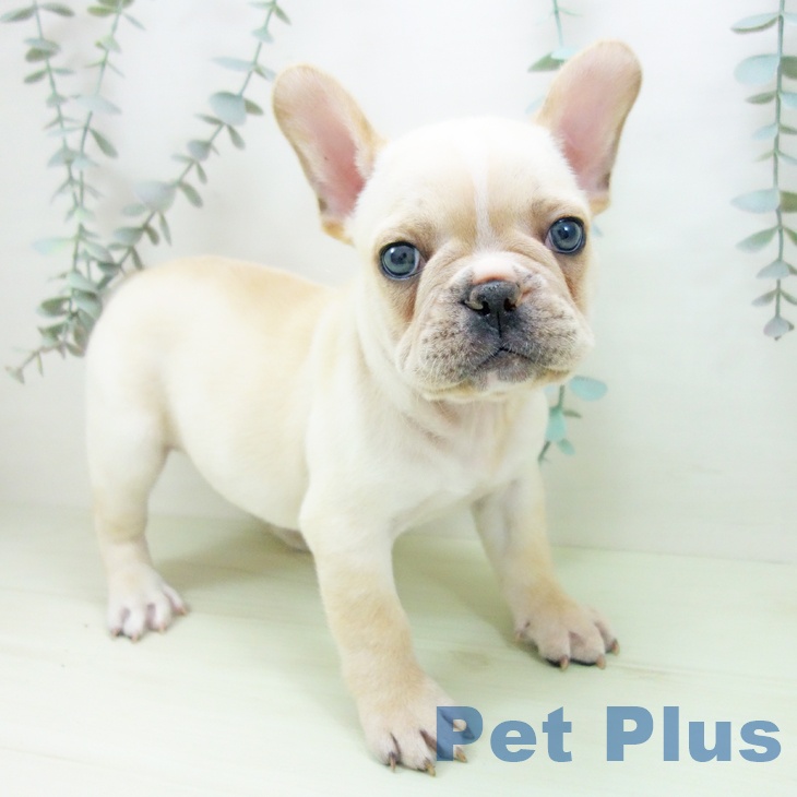 東京都のフレンチブルドッグ (ペットプラス 大井町トラックス店/2026年2月4日生まれ/男の子/クリームホワイト)の子犬の2枚目の画像