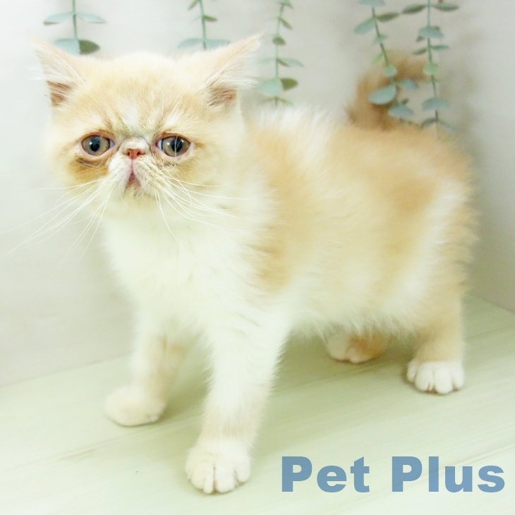 エキゾチックの写真2