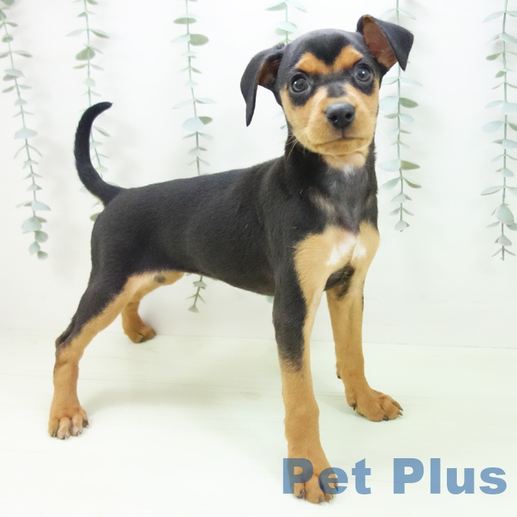 群馬県のミニチュアピンシャー (ペットプラス イオンモール太田店/2026年2月1日生まれ/女の子/ブラックタン)の子犬の1枚目の画像