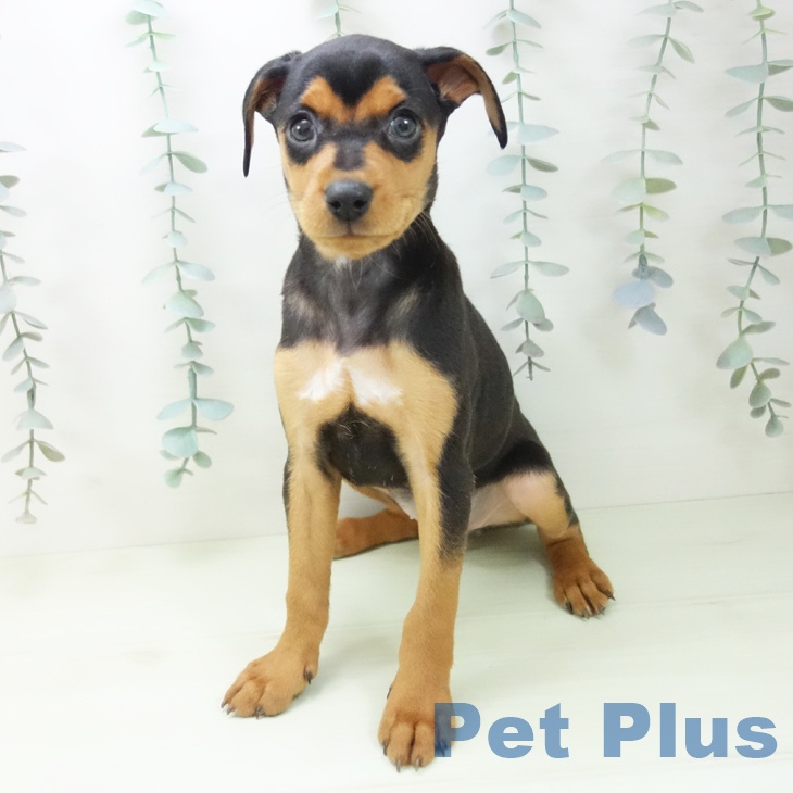 群馬県のミニチュアピンシャー (ペットプラス イオンモール太田店/2026年2月1日生まれ/女の子/ブラックタン)の子犬の2枚目の画像