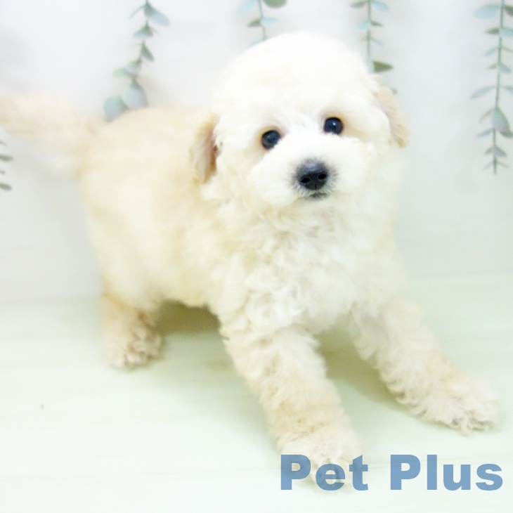 愛知県のトイプードル(トイ) (ペットプラス 熱田店/2026年2月4日生まれ/男の子/クリーム)の子犬の1枚目の画像