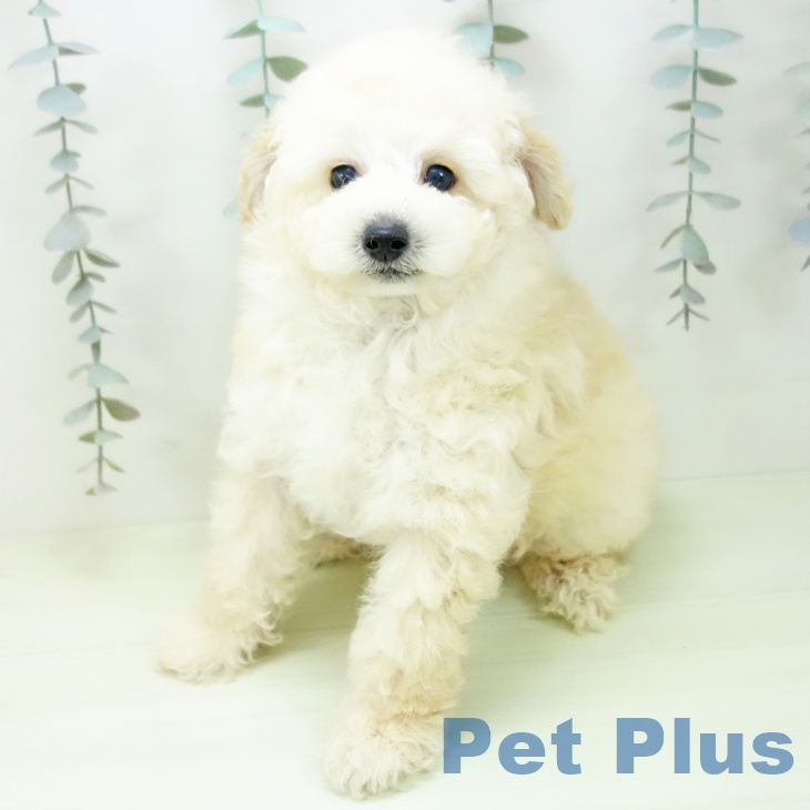 愛知県のトイプードル(トイ) (ペットプラス 熱田店/2026年2月4日生まれ/男の子/クリーム)の子犬の2枚目の画像