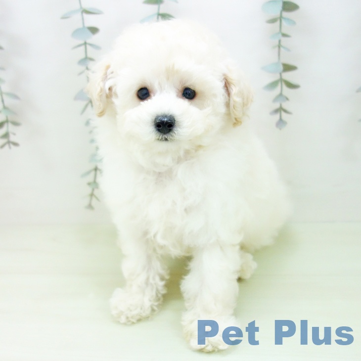 石川県のトイプードル(トイ) (ペットプラス 白山店/2026年2月4日生まれ/男の子/ホワイト)の子犬