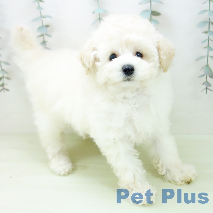 石川県のトイプードル(トイ) (ペットプラス 白山店/2026年2月4日生まれ/男の子/ホワイト)の子犬の2枚目の画像