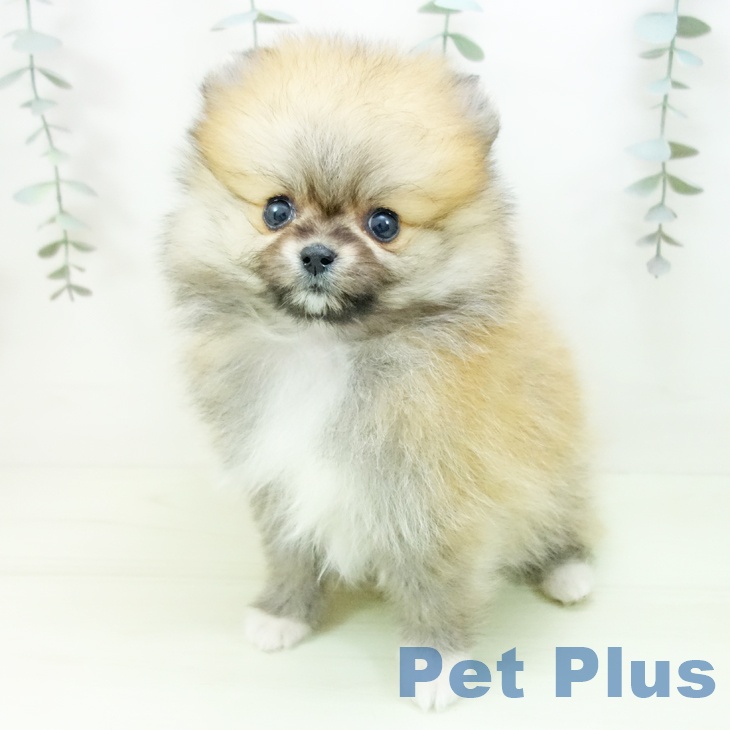 ポメラニアン