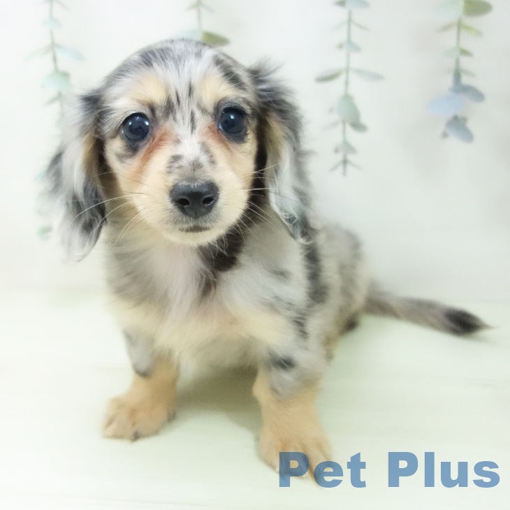 ミニチュア・ダックスフンドの写真2