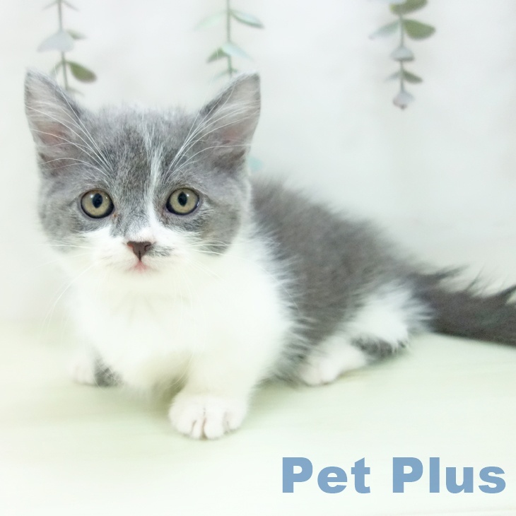 マンチカンの写真2