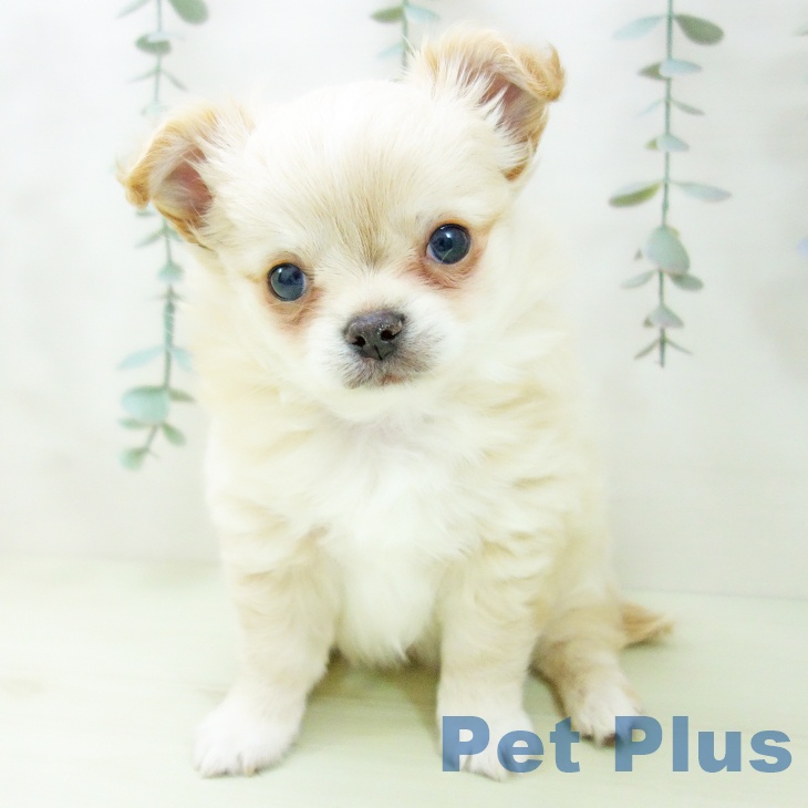 愛知県のチワワ(ロング) (ペットプラス イオンモール豊川店/2026年2月5日生まれ/男の子/クリームホワイト)の子犬の1枚目の画像
