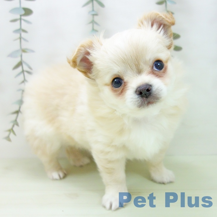 愛知県のチワワ(ロング) (ペットプラス イオンモール豊川店/2026年2月5日生まれ/男の子/クリームホワイト)の子犬の2枚目の画像