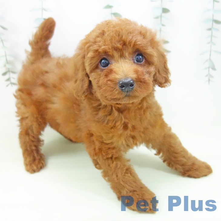 福井県のトイプードル(トイ) (ペットプラス 福井店/2026年2月3日生まれ/男の子/レッド)の子犬の1枚目の画像