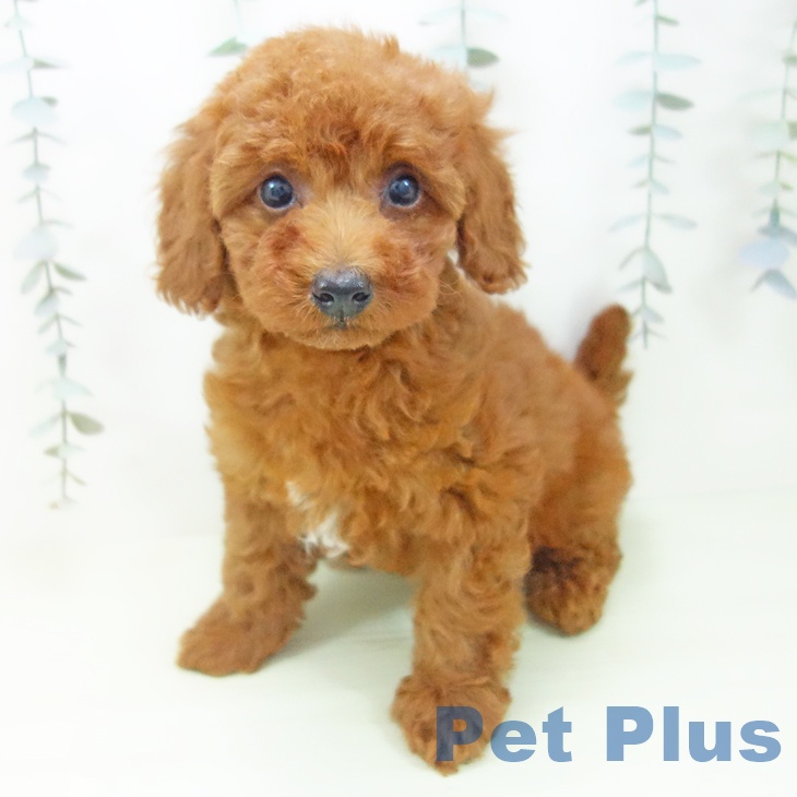 福井県のトイプードル(トイ) (ペットプラス 福井店/2026年2月3日生まれ/男の子/レッド)の子犬の2枚目の画像