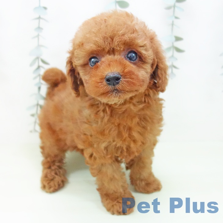 トイ・プードル