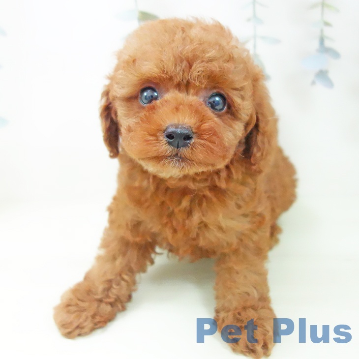 トイ・プードルの写真2