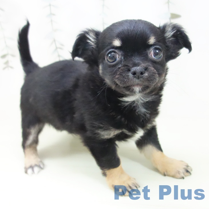 埼玉県のチワワ(ロング) (ペットプラス イオンモール春日部店/2026年2月4日生まれ/男の子/ブラックタン)の子犬の1枚目の画像