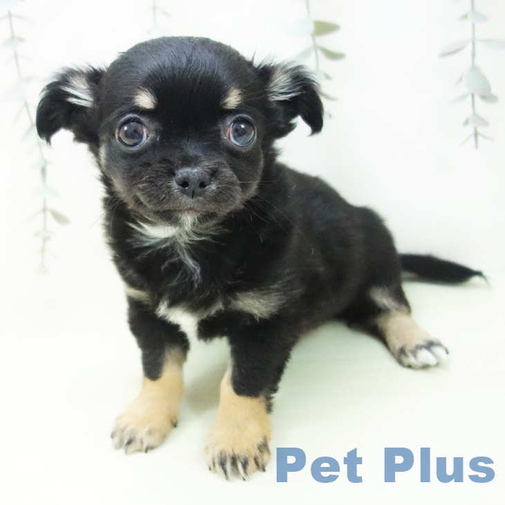 埼玉県のチワワ(ロング) (ペットプラス イオンモール春日部店/2026年2月4日生まれ/男の子/ブラックタン)の子犬の2枚目の画像