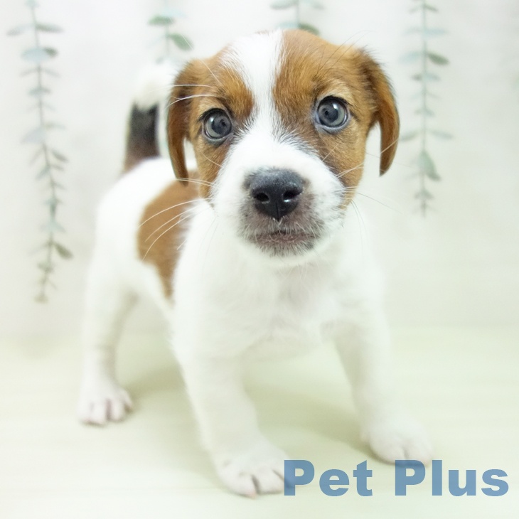 埼玉県のジャックラッセルテリア (ペッツワン 吉川美南店/2026年2月5日生まれ/男の子/タンホワイト)の子犬