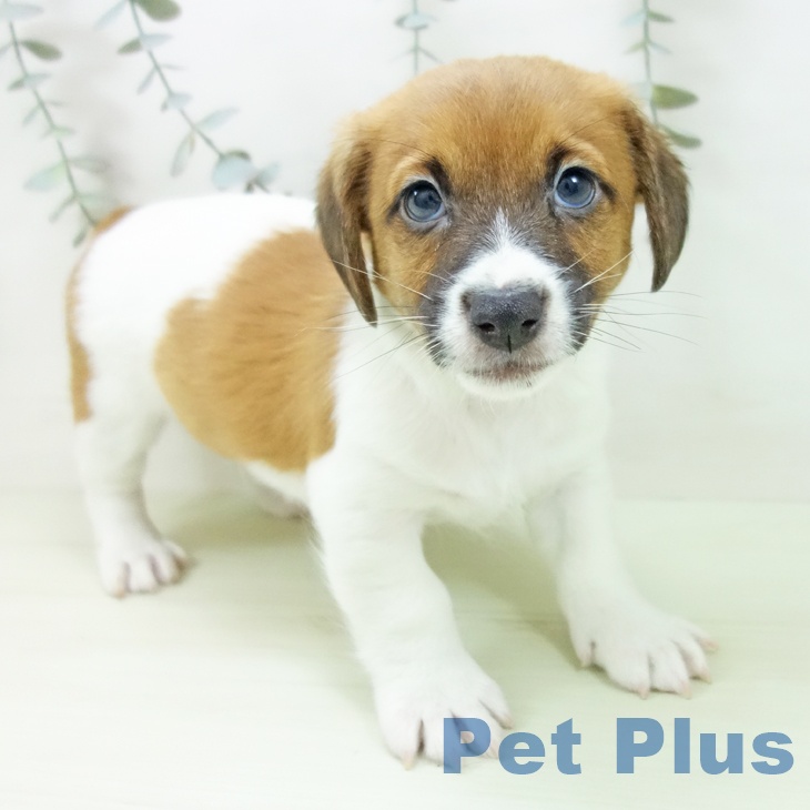 千葉県のジャックラッセルテリア (ペットプラス 幕張新都心店/2026年2月5日生まれ/男の子/タンホワイト)の子犬の1枚目の画像