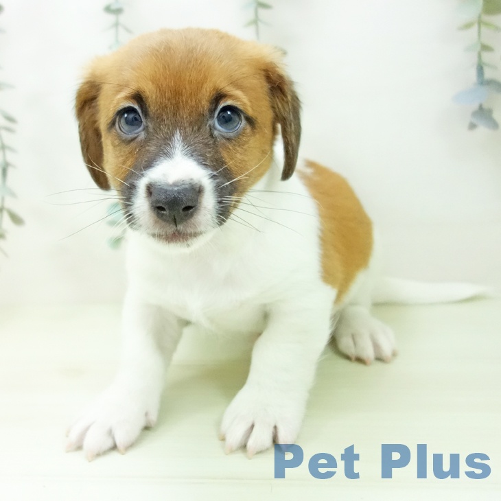 千葉県のジャックラッセルテリア (ペットプラス 幕張新都心店/2026年2月5日生まれ/男の子/タンホワイト)の子犬の2枚目の画像