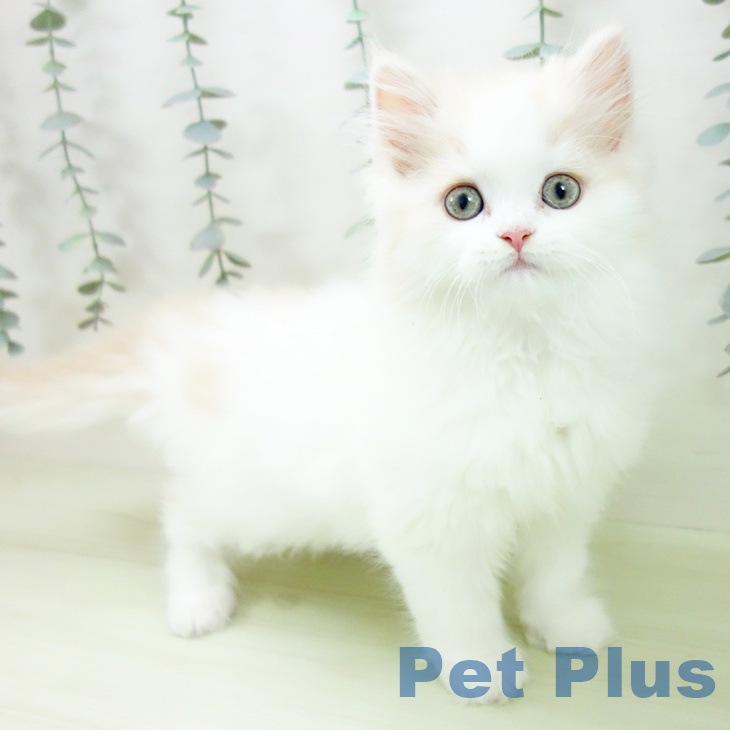 三重県のスコティッシュフォールド (ペットプラス 津南店/2026年1月26日生まれ/男の子/クリームタビーホワイト)の子猫の1枚目の画像