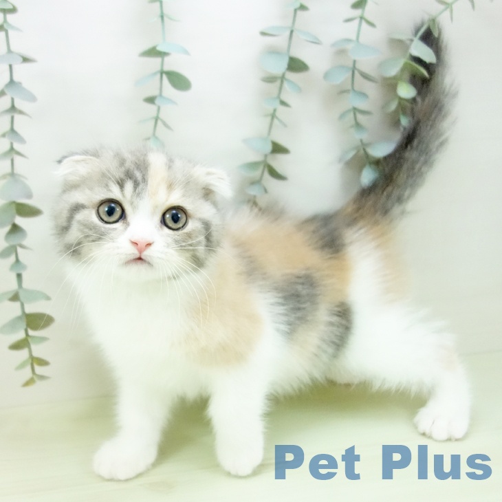 スコティッシュフォールド