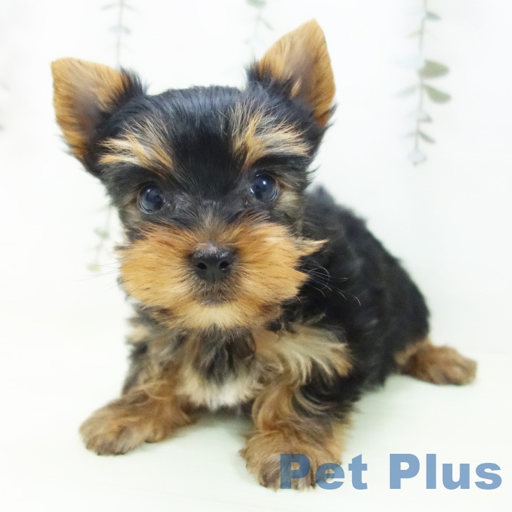 ヨークシャー・テリアの写真2