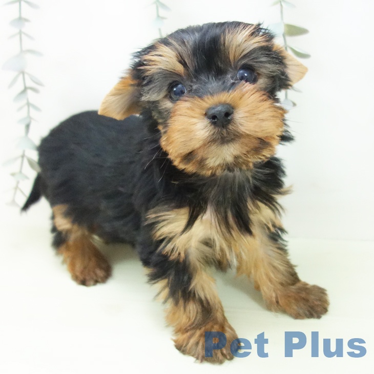 石川県のヨークシャーテリア (ペットプラス かほく店/2026年2月4日生まれ/女の子/スチールブルータン)の子犬の1枚目の画像