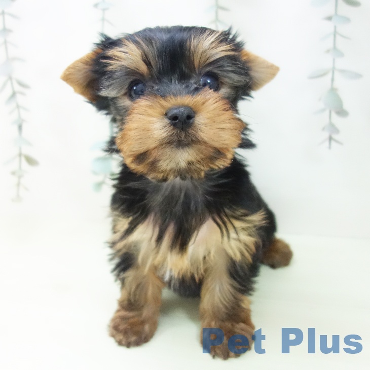 石川県のヨークシャーテリア (ペットプラス かほく店/2026年2月4日生まれ/女の子/スチールブルータン)の子犬の2枚目の画像