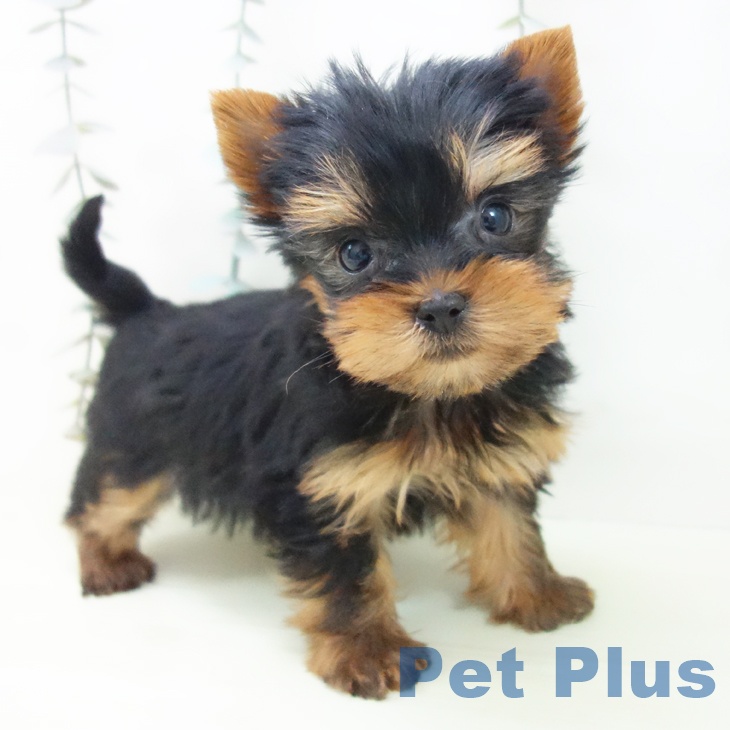 ヨークシャー・テリア