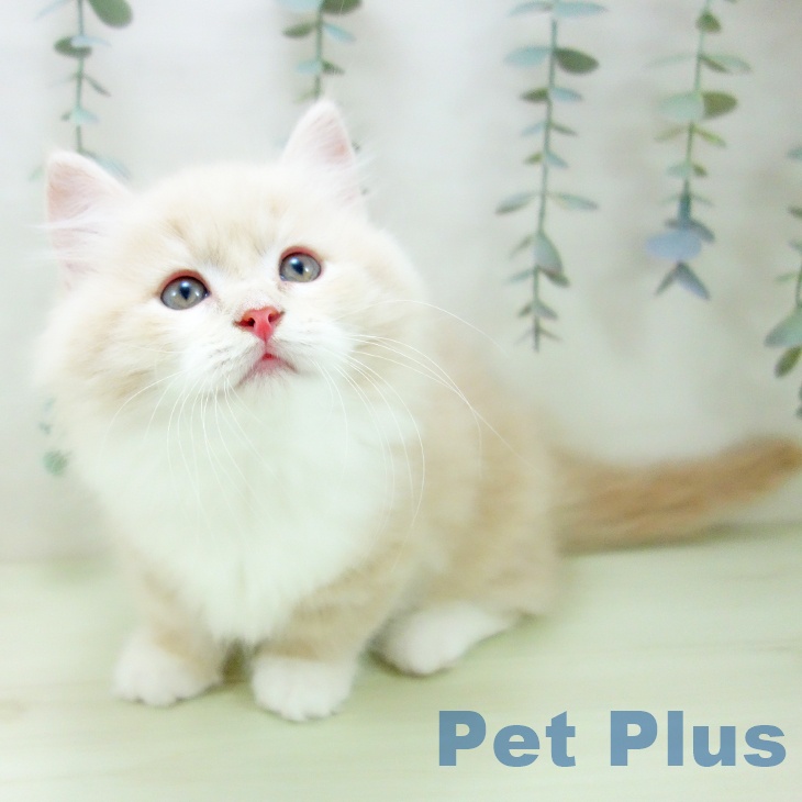 ミヌエットの写真2