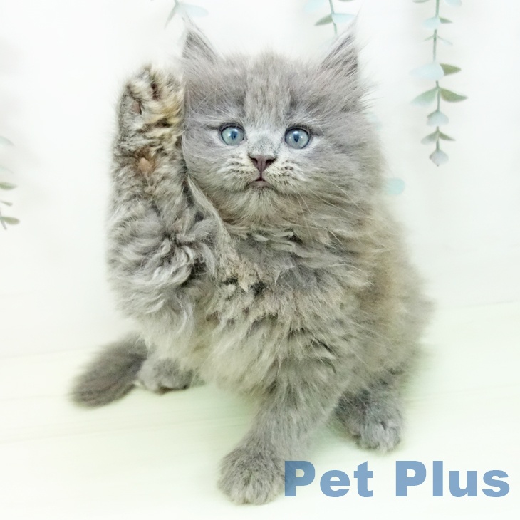 サイベリアンの写真2