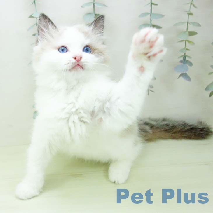 ラグドールの写真2