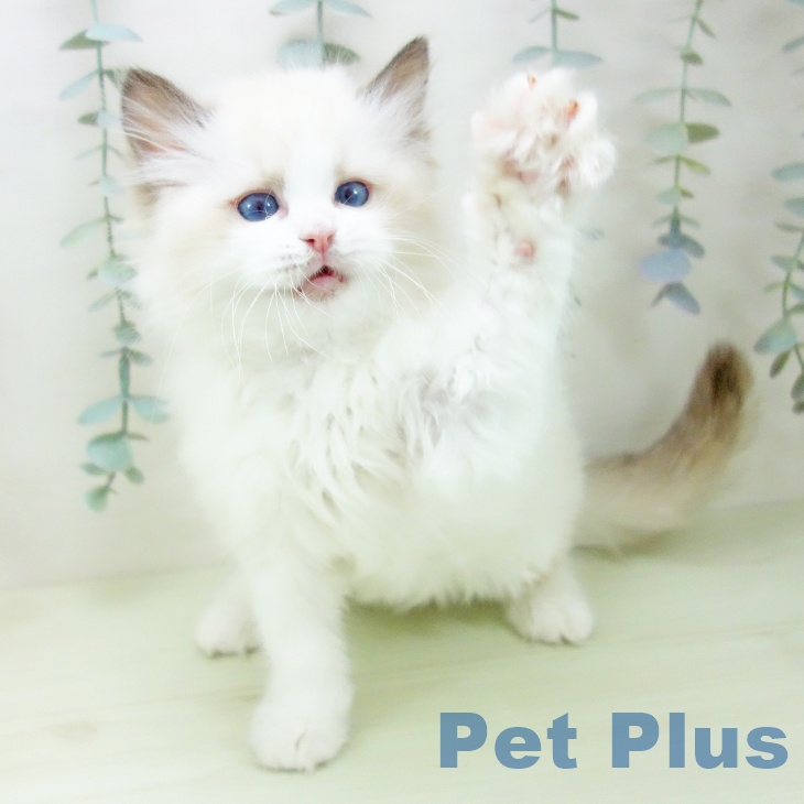 ラグドールの写真2