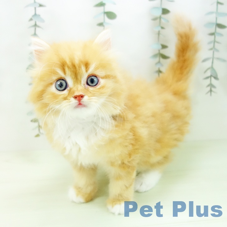 ラガマフィンの写真2