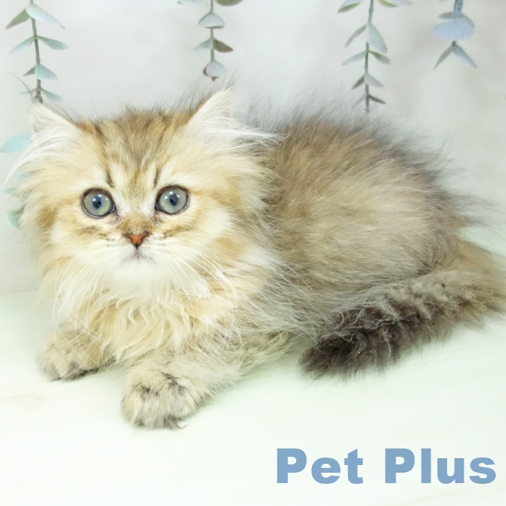 愛知県のペルシャ (ペットプラス 三好店/2026年1月2日生まれ/女の子/チンチラゴールデン)の子猫の1枚目の画像