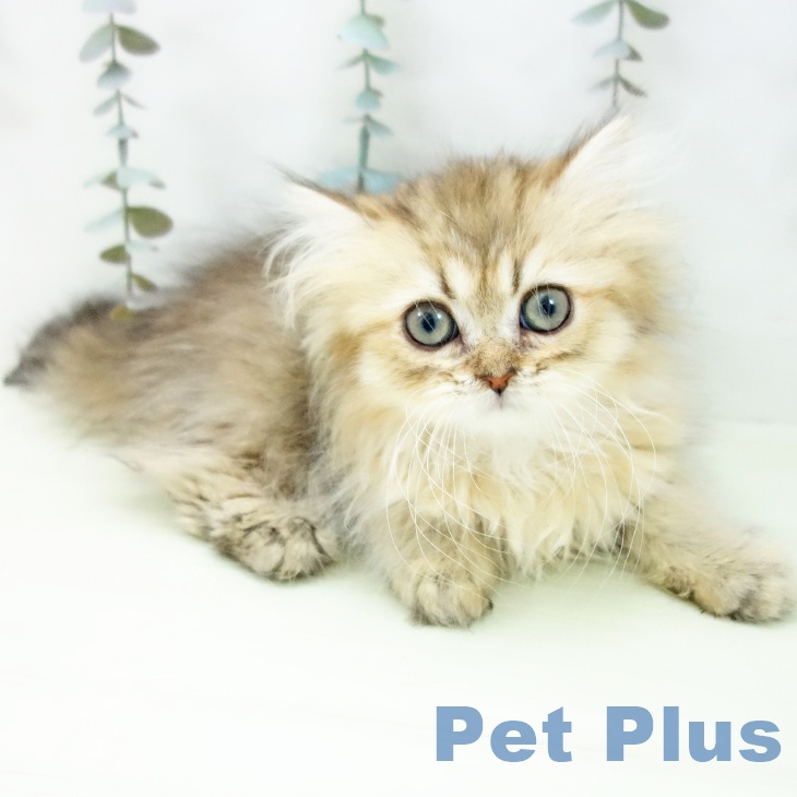 愛知県のペルシャ (ペットプラス 三好店/2026年1月2日生まれ/女の子/チンチラゴールデン)の子猫の2枚目の画像