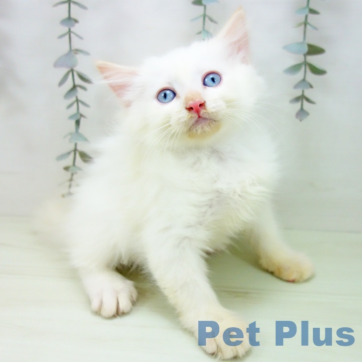 愛知県のサイベリアン (ペットプラス 名古屋茶屋店/2026年2月4日生まれ/男の子/クリームポイント)の子猫