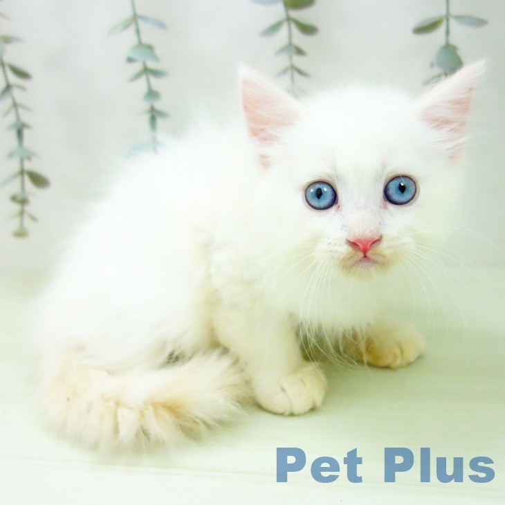 サイベリアンの写真2