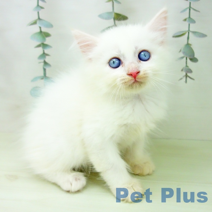 サイベリアンの写真2