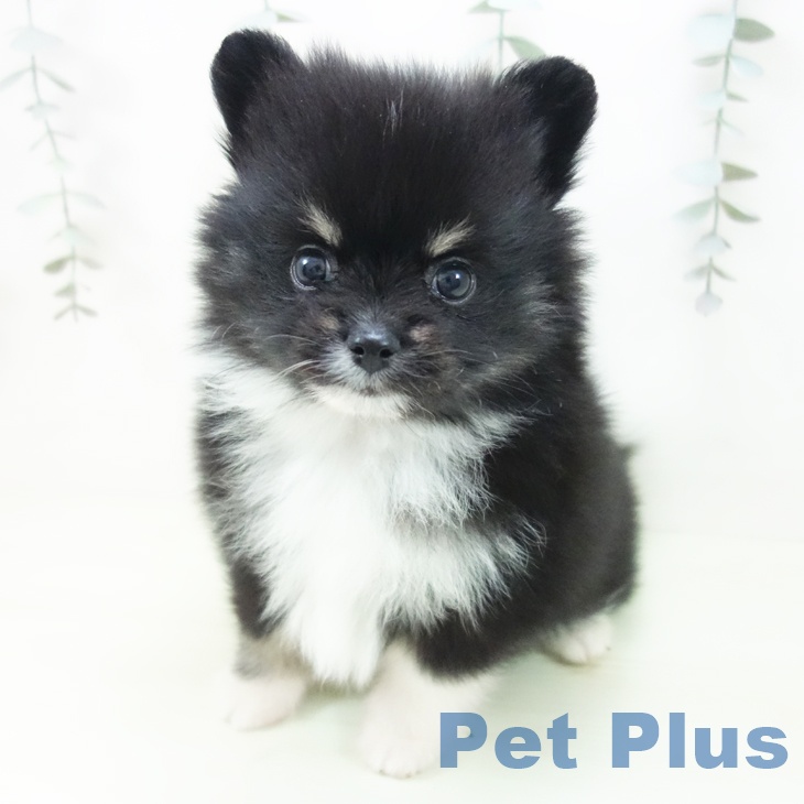 ポメラニアンの写真2