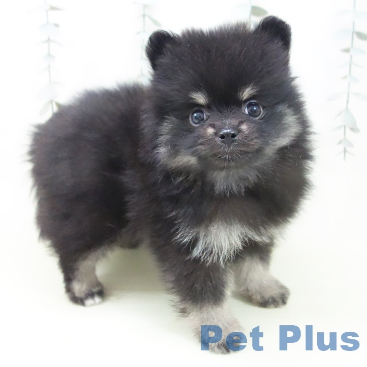 ポメラニアン
