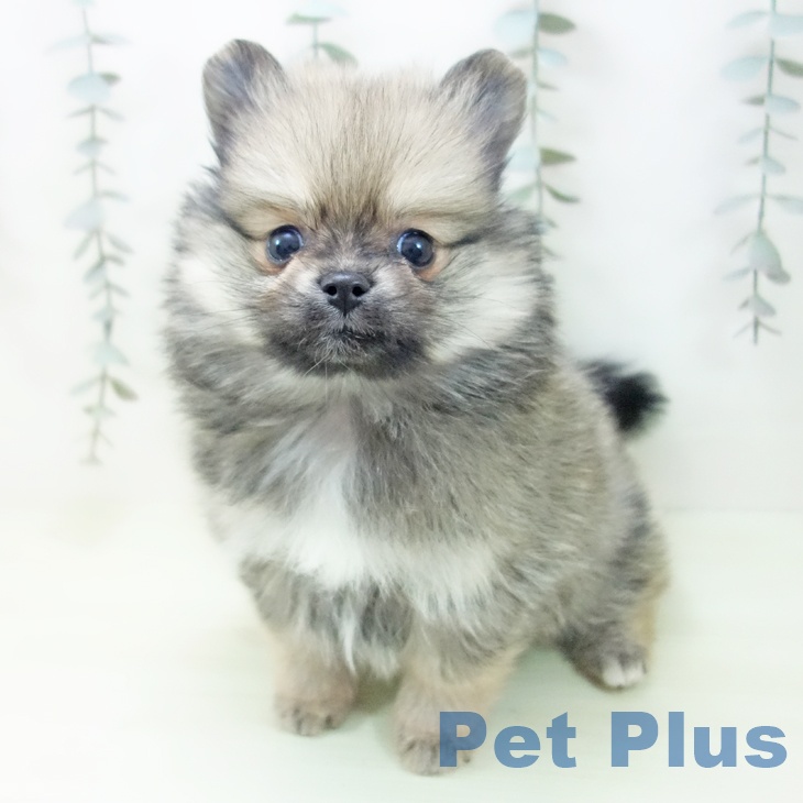 ポメラニアンの写真2