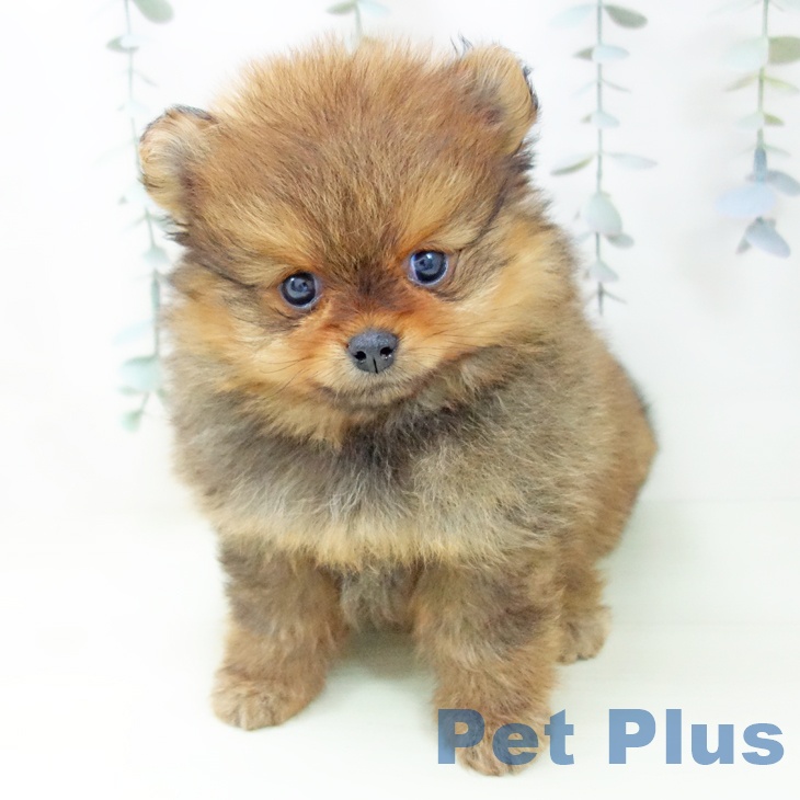 ポメラニアンの写真2