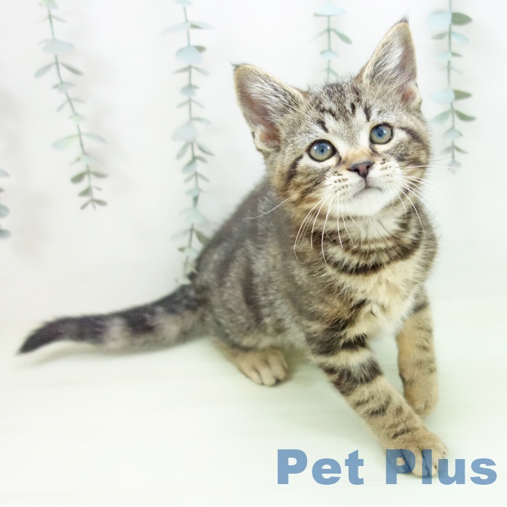 福井県のアメリカンショートヘアー (ペットプラス 福井店/2026年1月20日生まれ/男の子/ブラウンタビー)の子猫の1枚目の画像