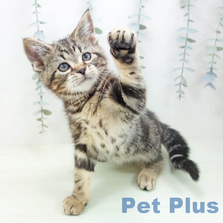 福井県のアメリカンショートヘアー (ペットプラス 福井店/2026年1月20日生まれ/男の子/ブラウンタビー)の子猫の2枚目の画像