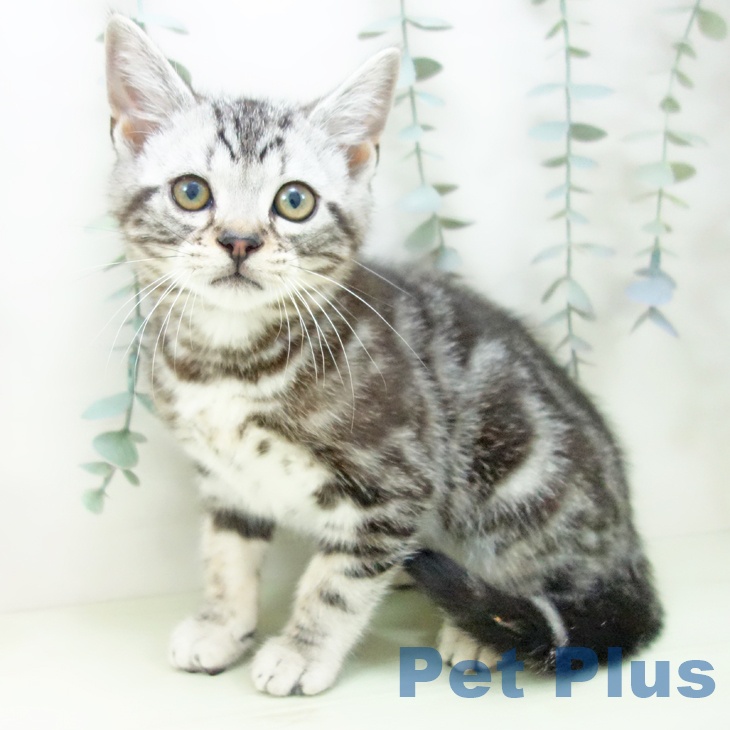 石川県のアメリカンショートヘアー (ペットプラス 白山店/2026年1月20日生まれ/男の子/シルバータビー)の子猫の1枚目の画像
