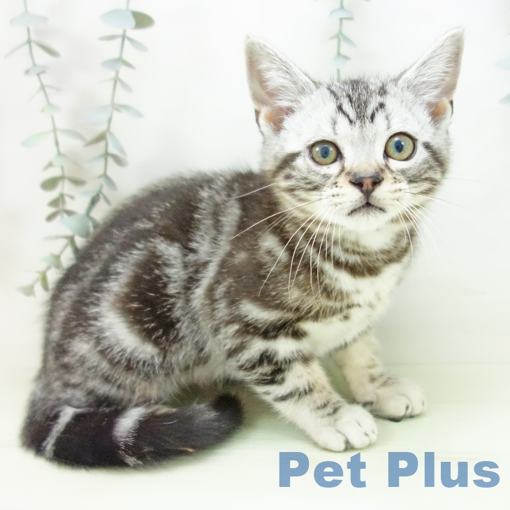 石川県のアメリカンショートヘアー (ペットプラス 白山店/2026年1月20日生まれ/男の子/シルバータビー)の子猫の2枚目の画像